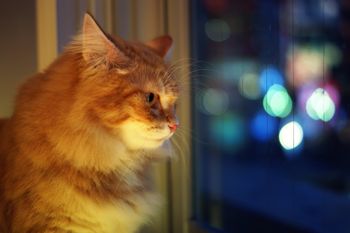 Co kot robi nocą, gdy gasisz światło? Prawda może zaskoczyć