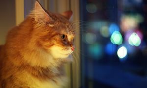 Kot aktywny po zmroku? To naturalne zachowanie