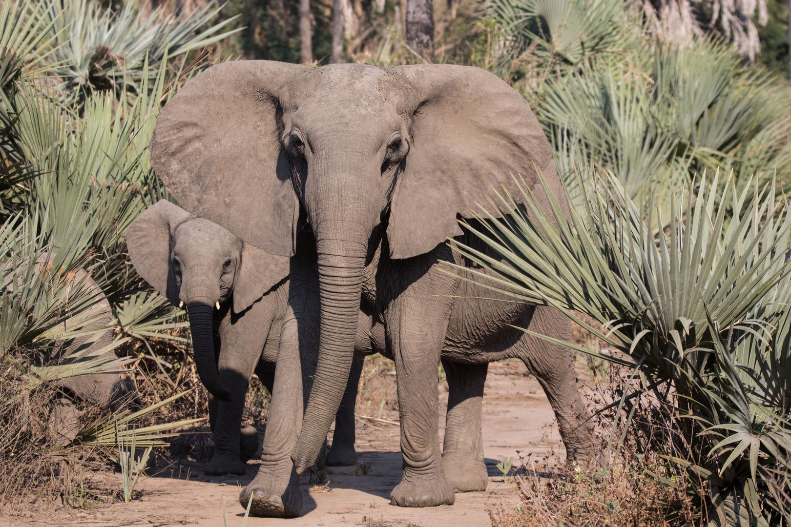 Kłusownictwo sprawiło, że słonie zaczęły rodzić się bez nich. Naukowcy oniemieli