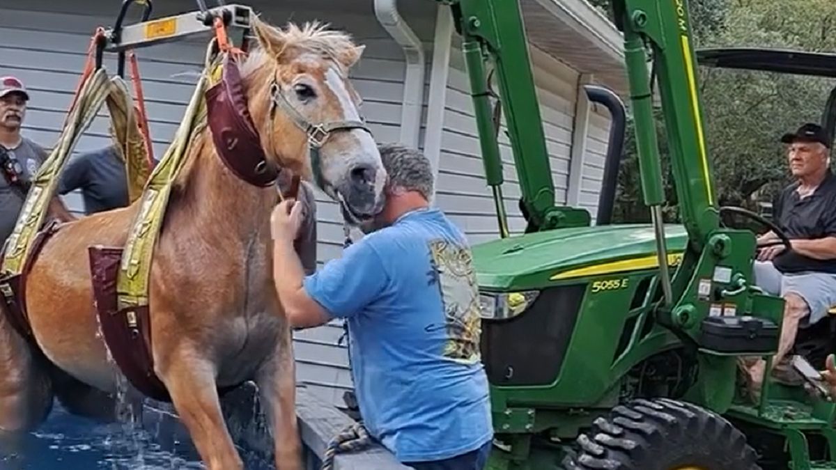 Uratowali konia z basenu 