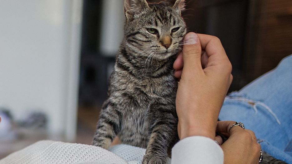 Couple at home with their catRomantic couple at home share tenderness with catM_a_y_a