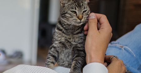 Kot ugniata łapami twoje ciało? Niezwykle ważny komunikat