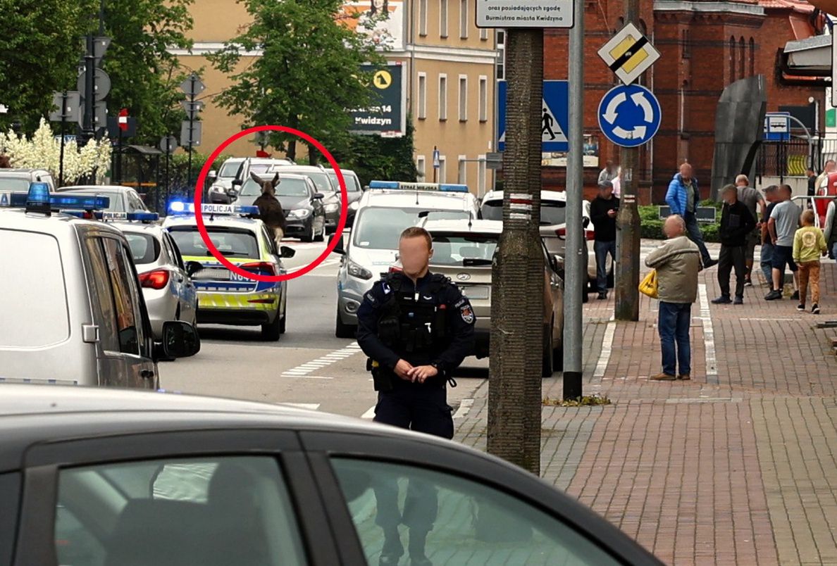 Łoś pojawił się na ulicach Kwidzyna