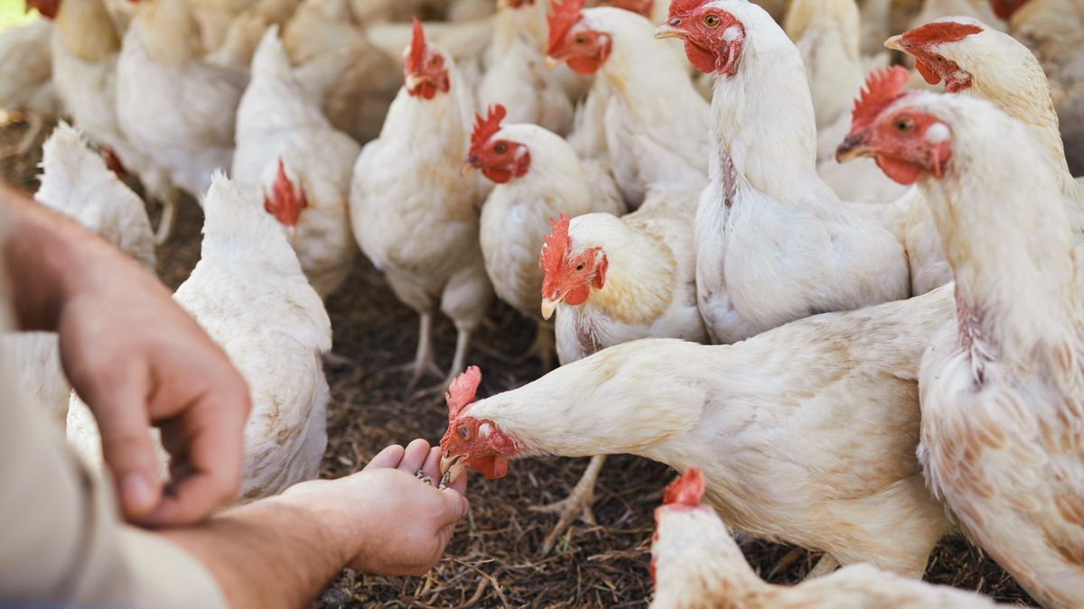 Gigantyczna ferma powstanie blisko granicy z Polską