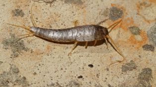 Połóż w kącie na noc. Do rana wyłapie rybiki co do jednego