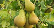 Takie są skutki jedzenia gruszek. Co dzieje się z organizmem?