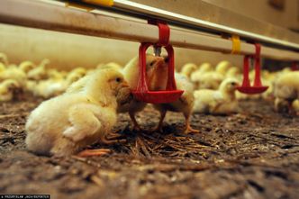 Choroby drobiu pustoszą polskie fermy. Odszkodowania idą w miliardy