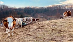 Świdnica. Spór o stado kóz i krów. DIOZ "znęcał się" nad zwierzętami, dając im niemal nieograniczoną wolność