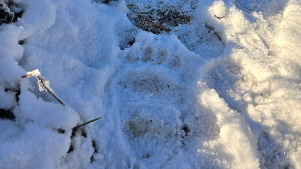 Leśnik pokazał zdjęcie śladu z Bieszczad.