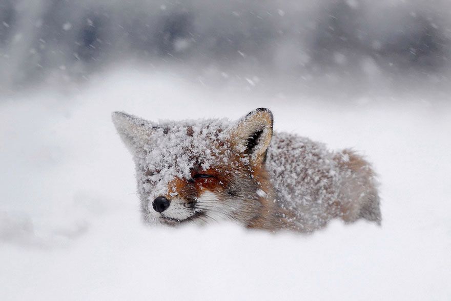 Jak robi lis? Czyli dzikie lisy Roeselien Raimond 6