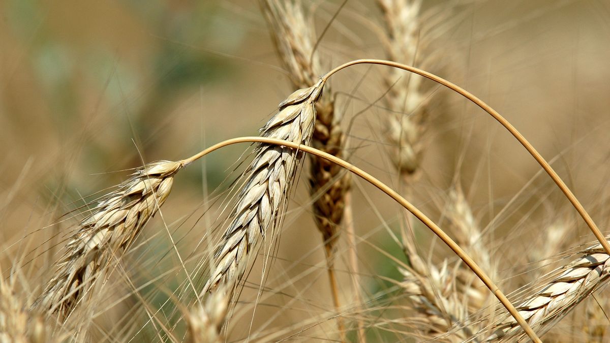Susza sprawia, że rosną ceny żywności.