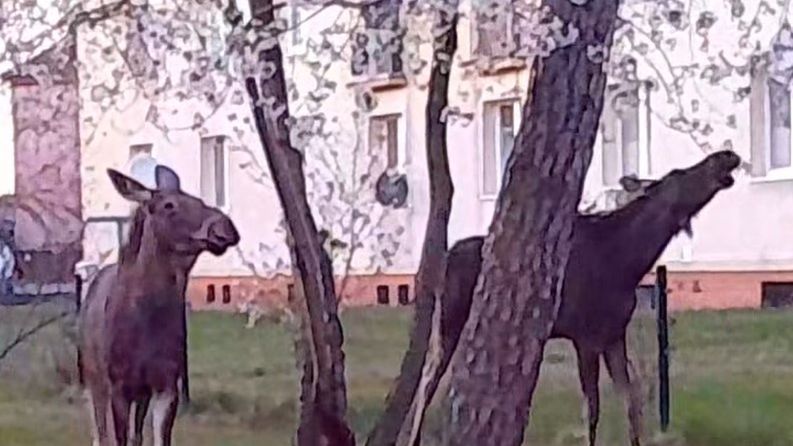 Łosie w Helu