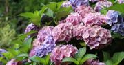 Wlej pod hortensje. Kwiatostany pojawią się w mig