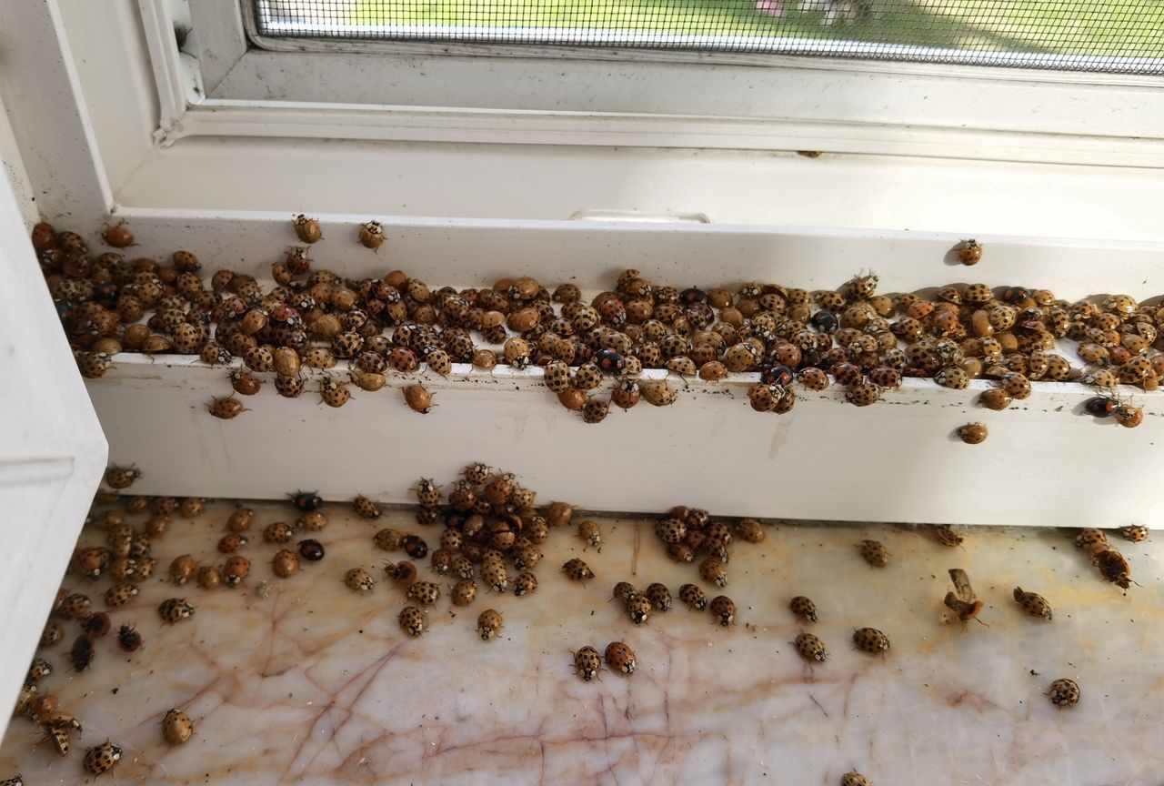 How to naturally repel Asian ladybugs from your home