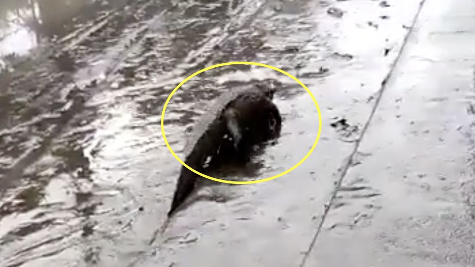 Po powodzi na ulice Rio de Janeiro wyszły kajmany