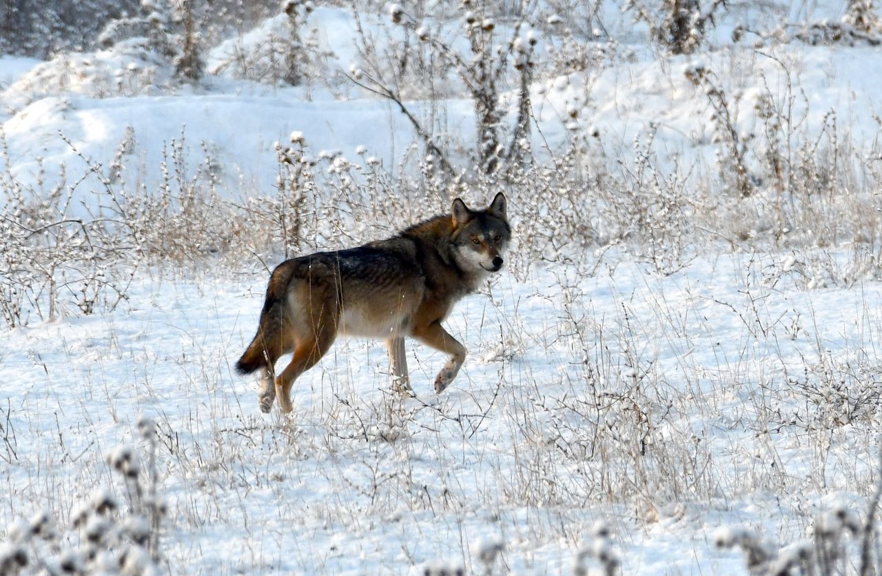 Koszmarne zdarzenie drogowe. Wilk od 10 lat mieszkał w parku narodowym