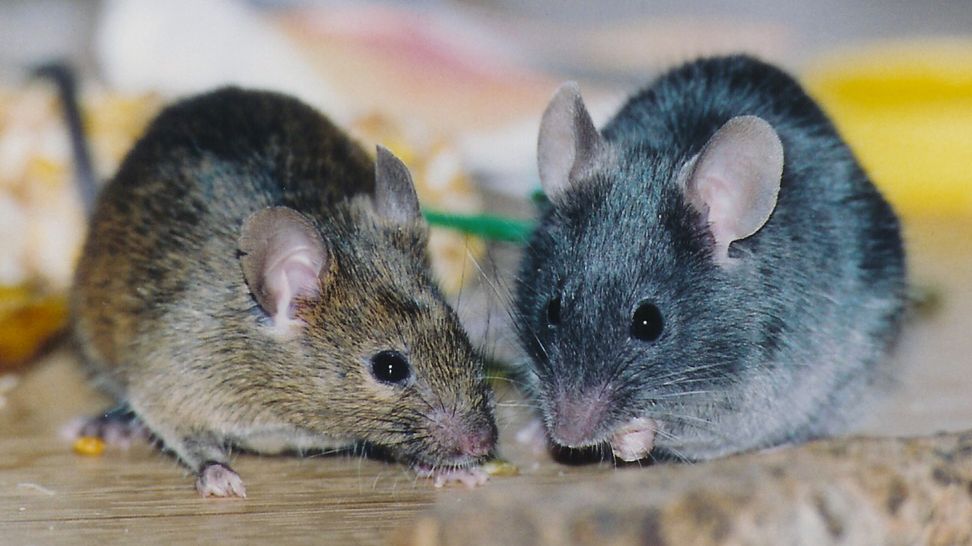 Samiec + samiec = potomstwo 1