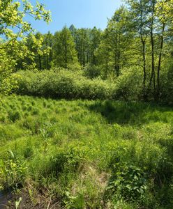 Kampinos. Minister ws. budowy w rezerwacie "Łosiowe Błota"