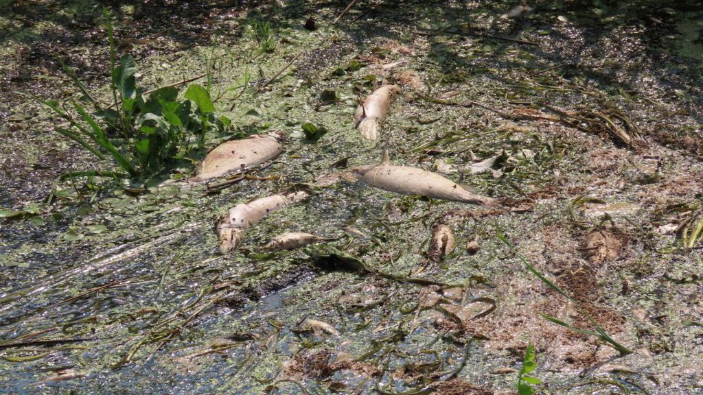 Letnia przyducha w Biebrzy