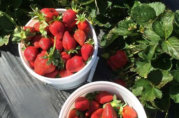 Podjeżdżają pod pola i jedzą truskawki. Plantatorzy alarmują