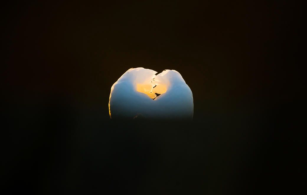 Laureatem konkursu został Andy Parkinson, otrzymując tytuł Bird Photographer of The Year 2016 za zdjęcie zatytułowane „Mute Swan Adult in Detail". Fotografia ta wygrała także w kategorii „Przywiązanie do szczegółów".