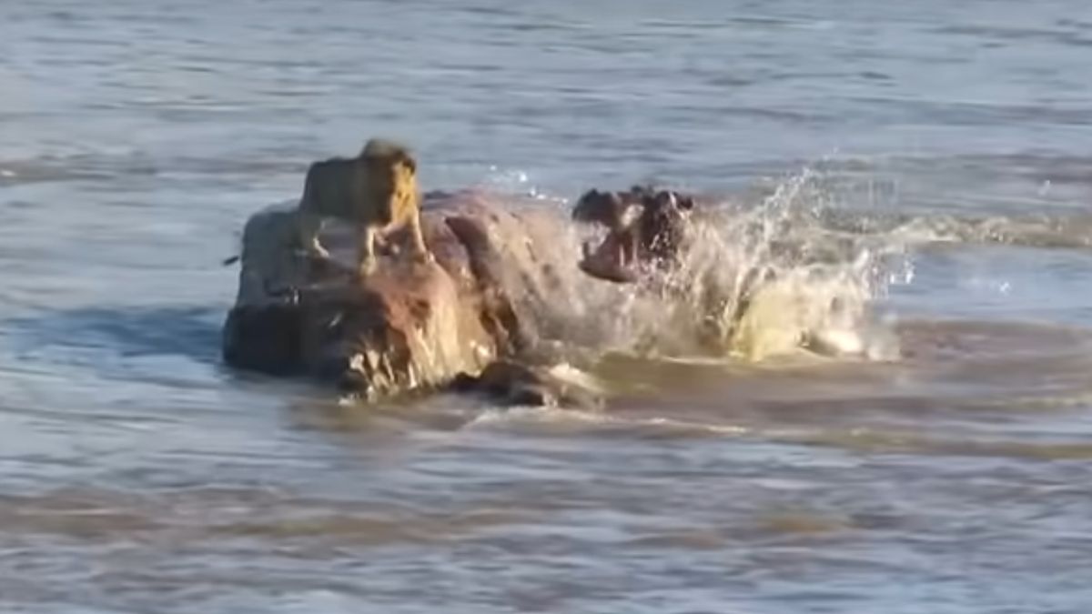 Hipopotamy zaatakowały lwa. 