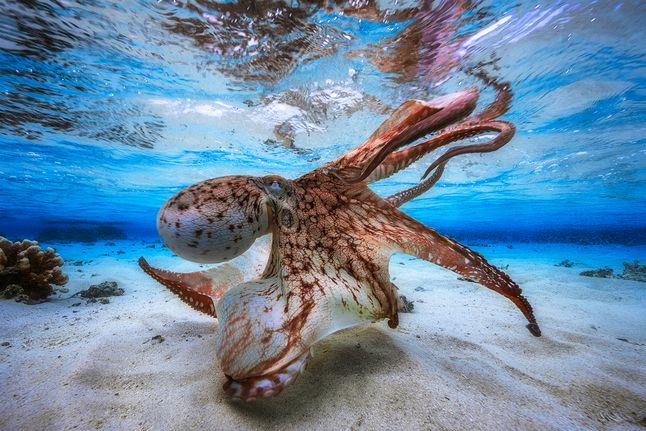Tytuł Podwodnego Fotografa Roku 2017 uzyskał Gabriel Barathieu. Francuski fotograf i nurek zdobył nagrodę za prezentację zdjęcia kolorowej ośmiornicy podczas polowania. Powstało ono u wybrzeży wyspy Mayotte na Oceanie Indyjskim.