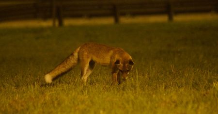 Kolejne przypadki wścieklizny. Kot pogryzł człowieka, lis zaatakował psa