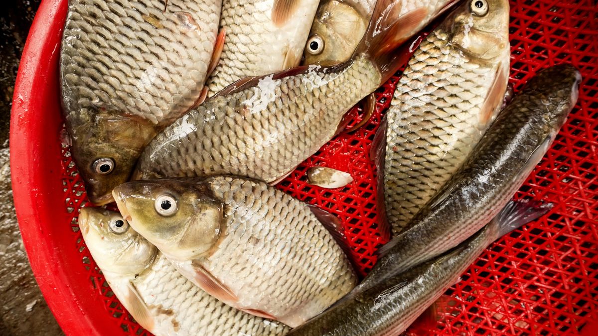 Mieszkaniec Mazowsza sprzedaje zestawy rybich łusek