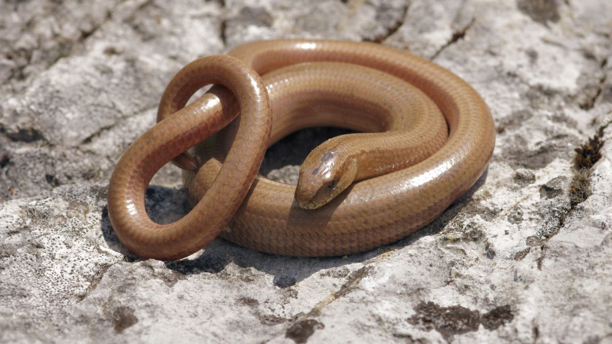 Padalec zwyczajny jest jednym z dwóch podgatunków występujących 