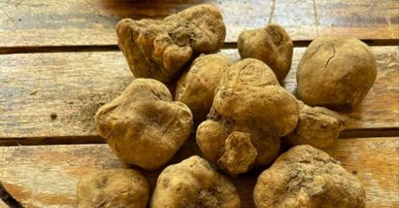 Niesamowity fart w lesie. Mieszkaniec Pyzówki poszedł na grzyby