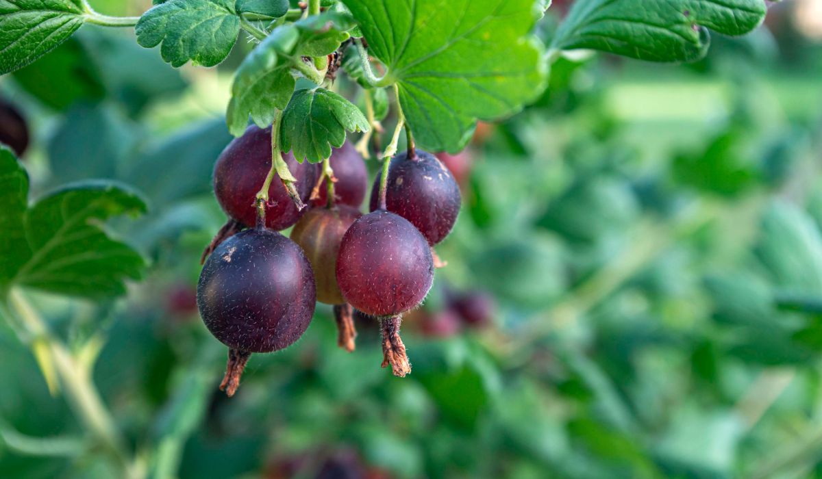 Owoce porzeczkoagrestu to wiele cennych witamin i wyjątkowy smak - Pyszności; Foto Canva.com
