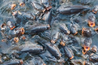 SN uchyla wyrok ws. sprzedawców karpi: ryby trzeba traktować humanitarnie