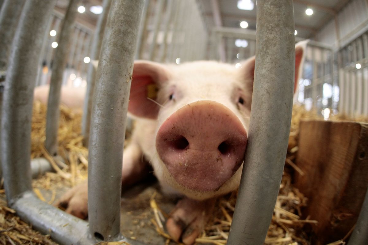 Skażone świnie z Barbadosu trafiły do Polski. Przegrywamy bitwę o zdrową żywność