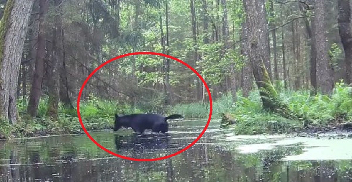 Uchwyciła czarne wilki. Zdradza kulisy. "Myślałam, że to pies"