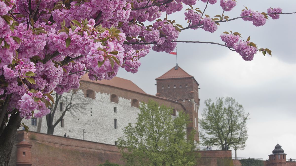 Kwitnące wiśnie w Krakowie to hit