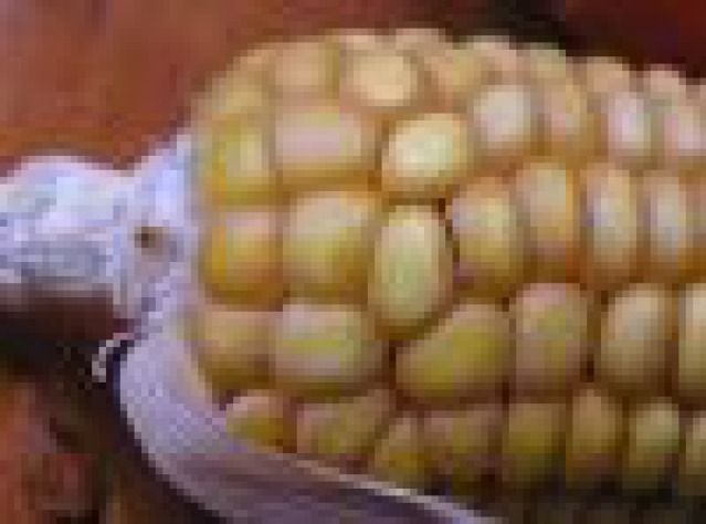 Około 15% ziarnowej kukurydzy na polu