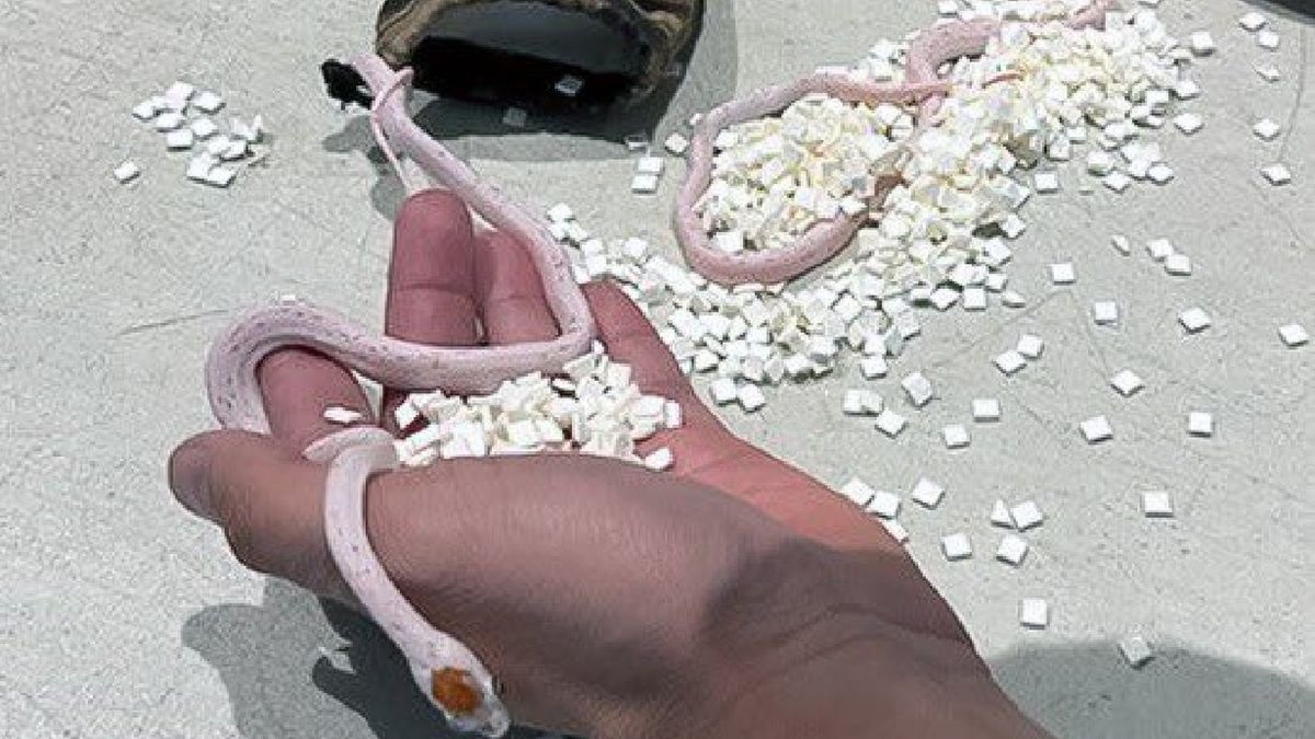 Mężczyzna usiłował przemycić węże w spodniach