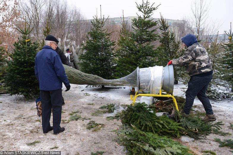 Ceny choinek są najwyższe w stolicy i we Wrocławiu. Rekordzistę znaleźliśmy jednak w Krakowie