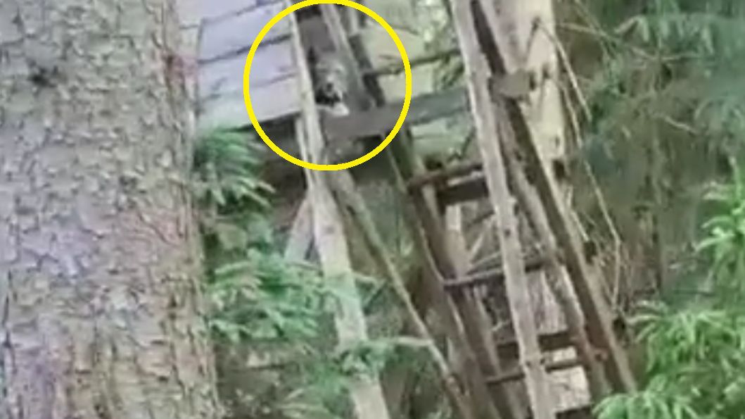 W Nadleśnictwie Tuczno leśniczy miał nietypowe spotkanie z rysiem, który obserwował go z ambony.