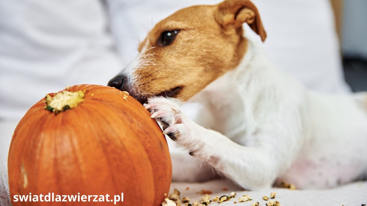 Czy pies i kot może jeść dynię?
