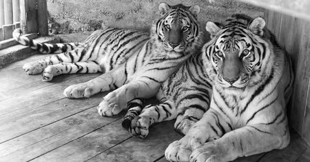 Smutne wieści z gdańskiego zoo. Nie żyje tygrys Dominik