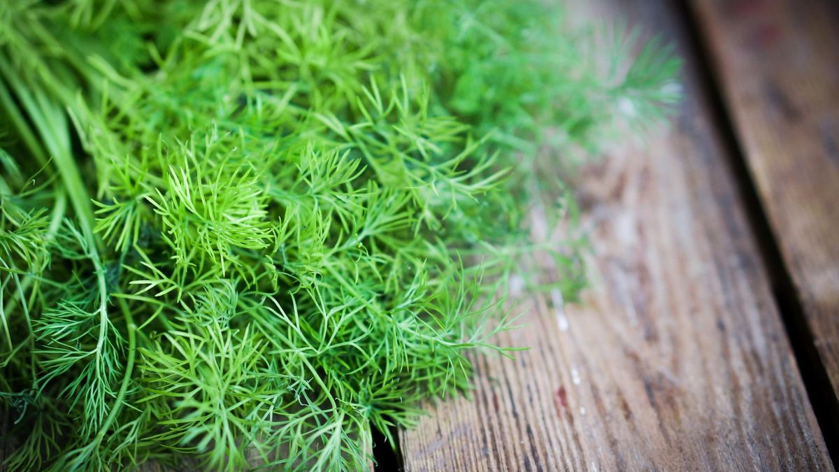 Koperek wspaniale sprawdza się nie tylko w kuchni, posiada również wiele właściwości prozdrowotnych. 