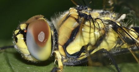 Plaga egipska w hrabstwie Los Angeles. Kłopotliwa inwazja małych intruzów