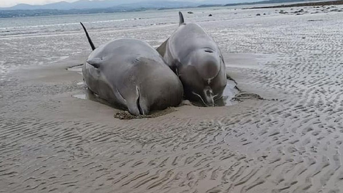 7 butlogłowów znaleziono na brzegu