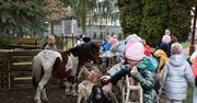 Oblęgorek: Żywa szopka przy Szkole Podstawowej. Robi prawdziwą furorę, jest pierwsza w regionie! Zobacz zdjęcia