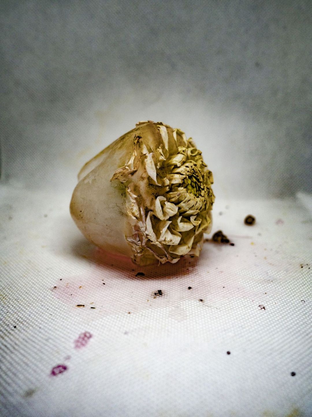 Projekt "Cryogenia".