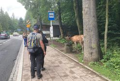 Nowe kosze na śmieci w Zakopanem. Chodzi o bezpieczeństwo zwierząt