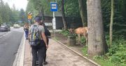 Nowe kosze na śmieci w Zakopanem. Chodzi o bezpieczeństwo zwierząt
