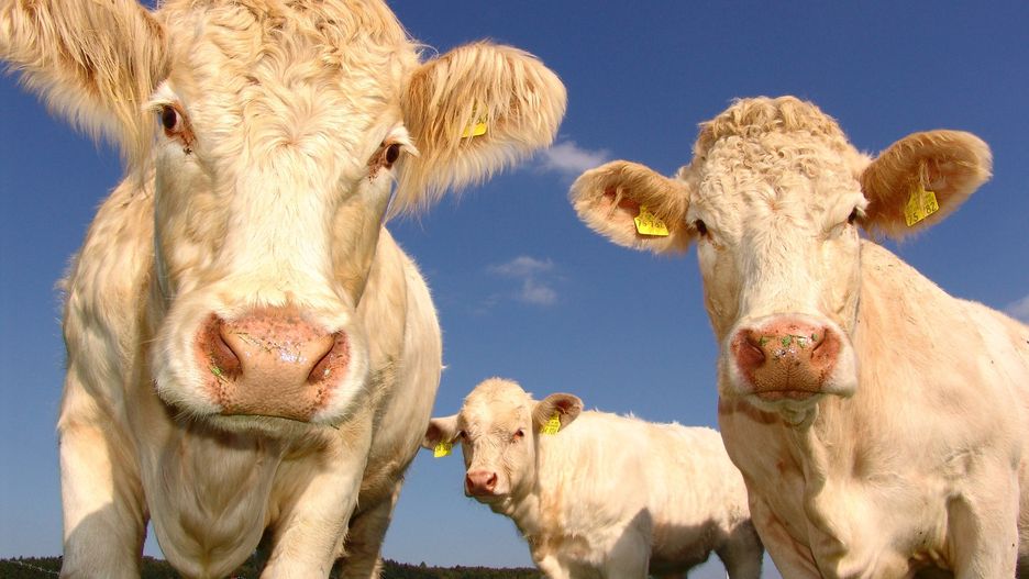 Ograniczenie spożycia wołowiny miałoby ogromny wpływ na poprawę kondycji klimatu na Ziemi.